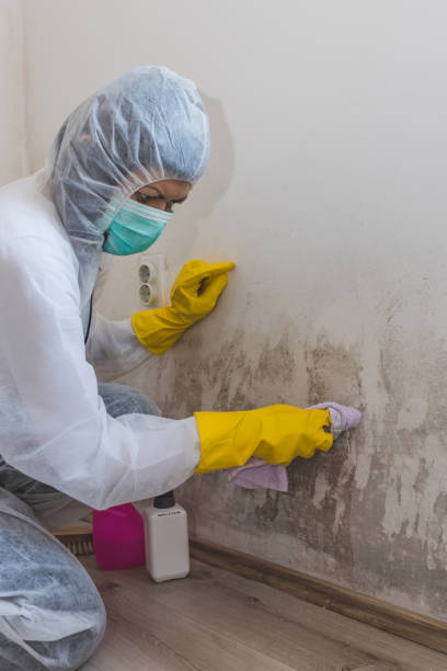 Best Basement Mold Removal  in Adelino, NM