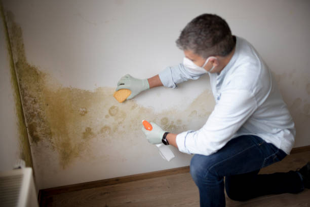 Best Mold-Related Health Consultation  in Adelino, NM