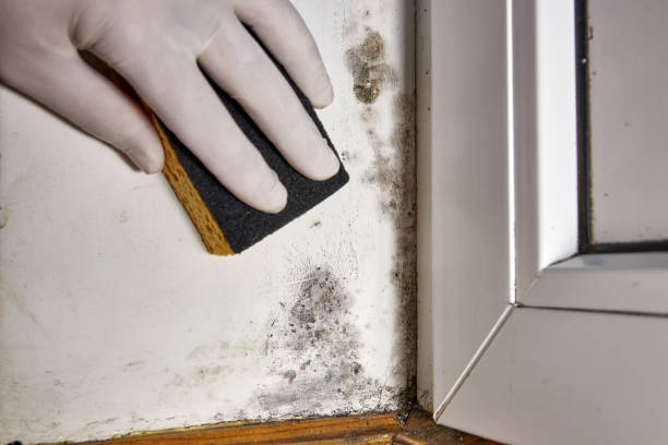 Best Mold Odor Removal Services  in Adelino, NM