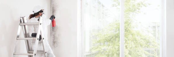 Mold Odor Removal Services in Adelino, NM